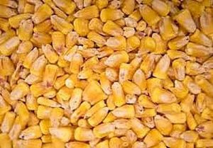 Maize-grains