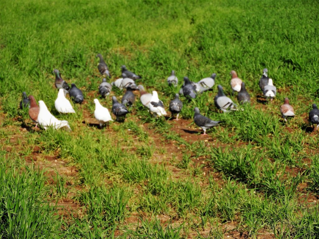 Pigeons-in-a-field