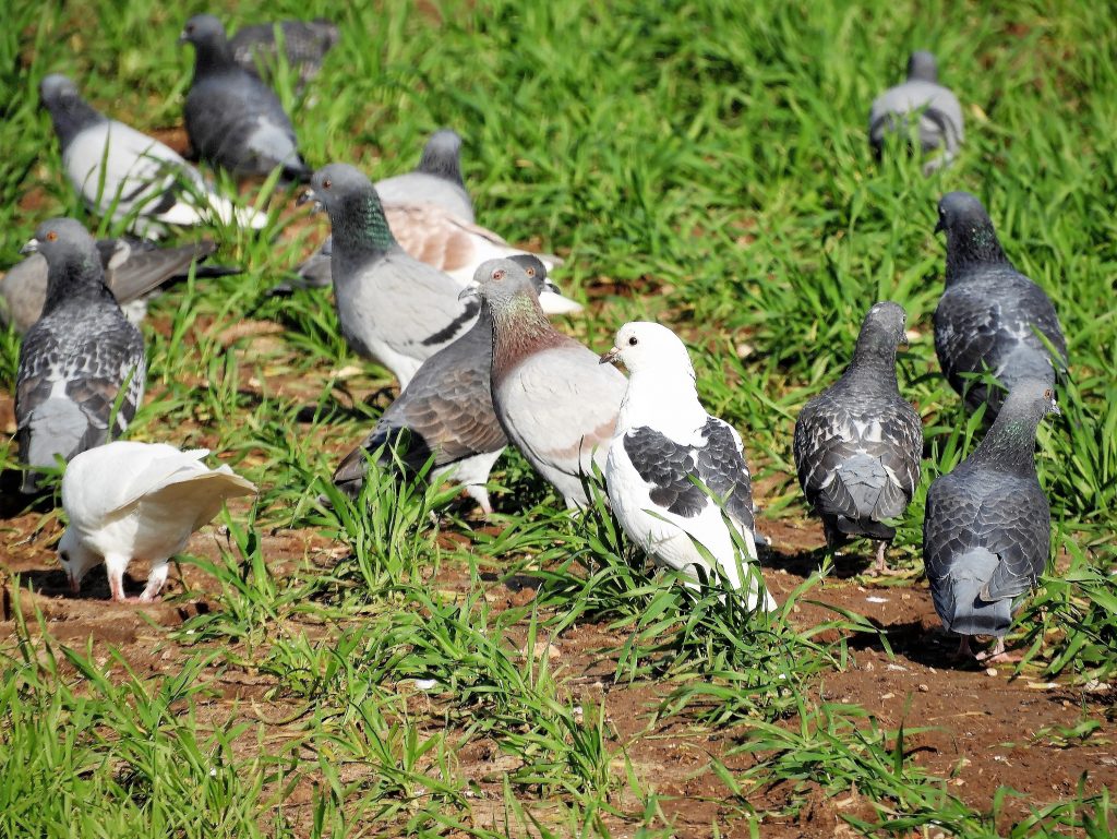 Pigeons-in-a-wheat-field