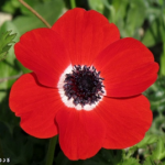 flower-Red-Anemone
