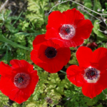 Red-Anemone