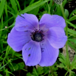 Purple-Blue-Anemone