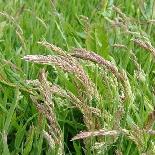 בן־אפר גבוה Tall Fescue